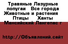 Травяные Лазурные попугаи - Все города Животные и растения » Птицы   . Ханты-Мансийский,Лангепас г.